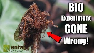 My Failed Biological Experiment