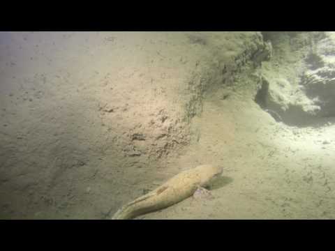 "W służbie natury" - sezon 2016- Gąbka słodkowodna