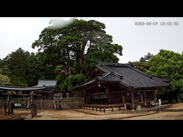 岡山祇園寺・天狗大杉