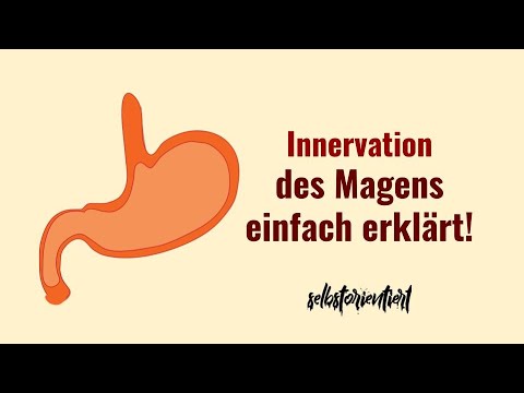 Innervation des Magens einfach erklärt! - Parasympathikus | Vagusnerv | Brechreiz | Wirbelsäule