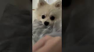 いたずらまるすと怒れないわし #shorts    #ポメラニアン   #犬のいる暮らし　#いぬ