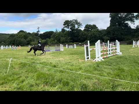 16hh 9 year old Dark bay mare - Image 2