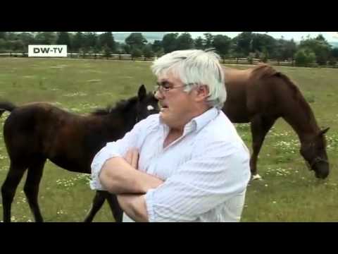 Irland: Herrenlose Pferde auf der grünen Insel | Europa Aktuell