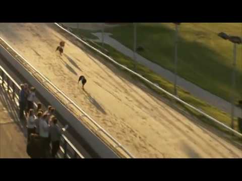 2017 WILLIAM HILL CLASSIC - HEAT 2 - T2 HAYDEEZFLYER