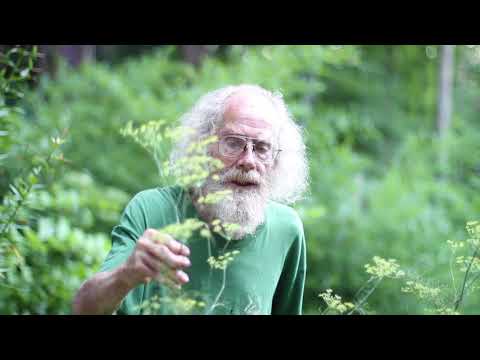 download lagu mp3 mp4 Foeniculum Vulgare, download lagu Foeniculum Vulgare gratis, unduh video klip Foeniculum Vulgare