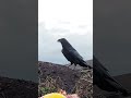 Common raven (Corvus corax)