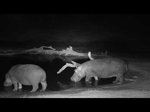 Djuma: Two Hippos arrive together - 23:37 - 08/28/19