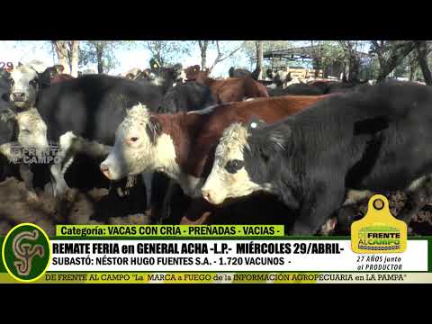 DE FRENTE AL CAMPO junto al SECTOR PRODUCTIVO - REMATE NHF S.A. -29/ABRIL -GRAL. ACHA -L.P. PARTE 3-
