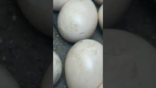 Download lagu Telur ayam yang akan menetas #telurayam #telur #ayam #ayamkampung mp3