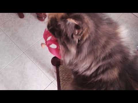 Iza the Norwegian Forest Cat plays with a windmill