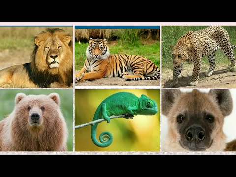 How to Tell Wild Animals by Carolyn Wells (Class 10) Video Lecture - Class  10 | Best Video for Class 10