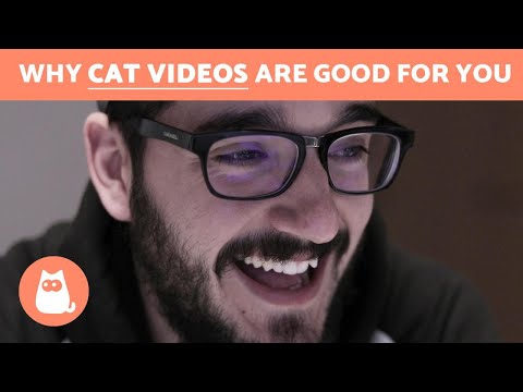 Science Confirms the Benefits of Watching CAT VIDEOS