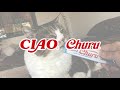 The Catchiest Cat Song On YouTube INABA CIAO Churu