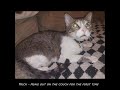 Tuxie S Legacy Vader And Sandy Update Part 2 26 09 2024