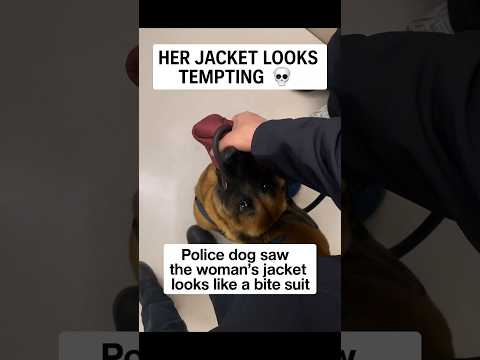 Dogs being idiots part 182: K9 police dog 🤣🐕 #funnydog #funnypet #cutedog #dog #pets #shorts