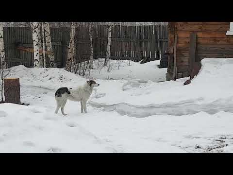 Собака в шоке, #shorts