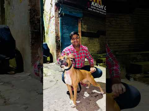 Contact number 9999141341. Not for sale #dogsofinstagram #whitebhilawa #cuteanimal #puppy #whitebhiw