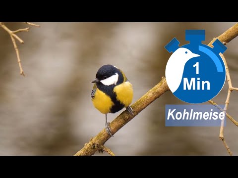 Ein Vogel, eine Minute - Kohlmeise