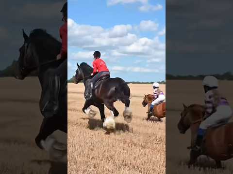 ⚠️NOT MINE⚠️ Shetland Pony VS Shire! #fypシ #horse #equestrian #instagram