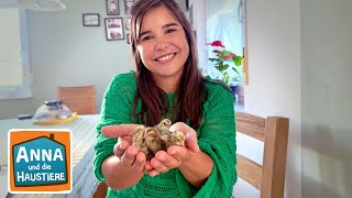 Download lagu Wachtel | Information für Kinder | Anna und die Haustiere mp3