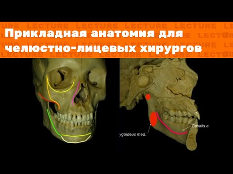 Прикладная анатомия для челюстно-лицевых хирургов