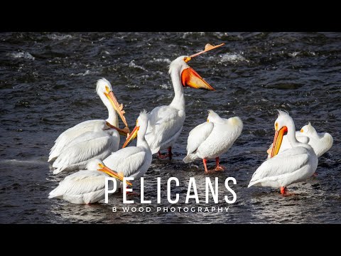 Pelikán americký biely (Pelecanus erythrorhynchos) — American White Pelican
