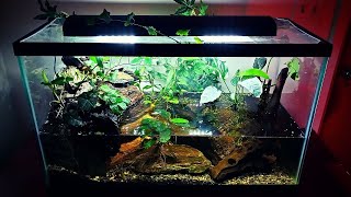 Amazing Paludarium with BIOLOGICAL Filtration [No Filter!], Waterfall | Permaculture in a Tank!