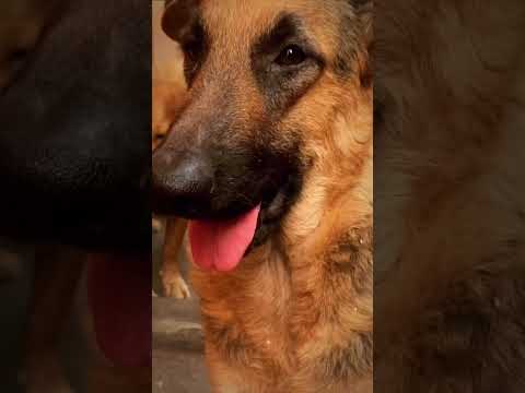 Flashback 2021 #dogs #pets #bongbikerslifewithpets #memories