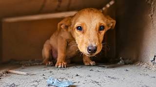 We Saved A Small Cute Puppy