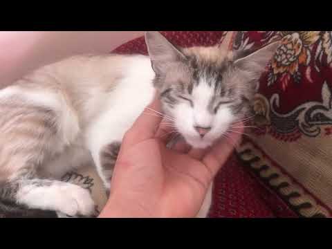 Misha the cat cleans her dander from germs
