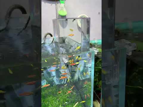 This negative pressure aquarium that allows the fish to see the world outside the tank is really