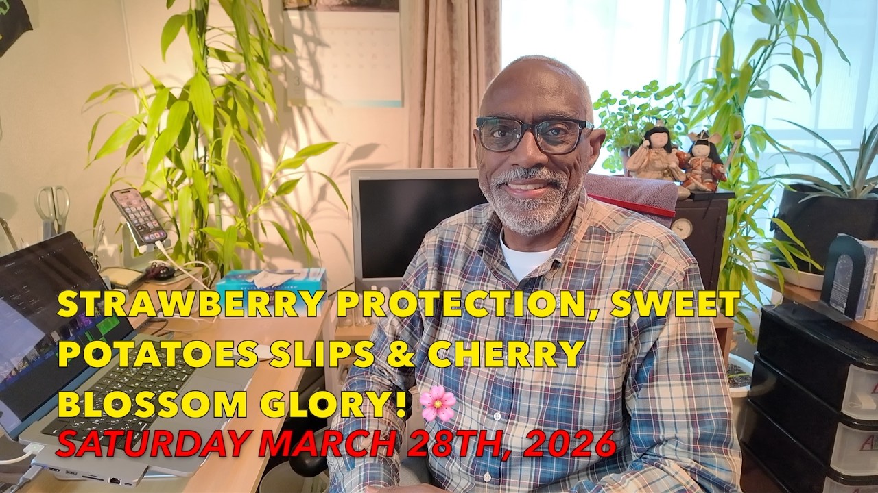 Strawberry Protection, Sweet Potatoes Slips & Cherry Blossom Glory! 🌸