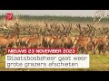 Grote grazers weer afgeschoten en de dag na de verkiezingen | Dit is Flevoland