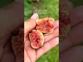 Who else is enjoying figs this season? I used to think only older people ate figs because of fig