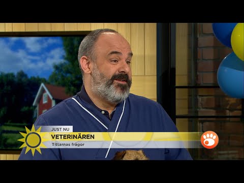 Veterinär Christophe svarar på era frågor om våra fyrbenta vänner - Nyhetsmorgon (TV4)