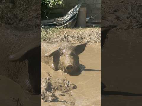 Эта хрюшка уже стала популярной 🐷 #свинья #фермер #популярное