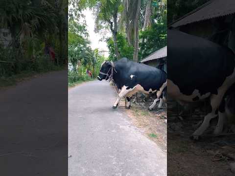 Big Cow in Bangladesh