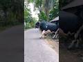 Big Cow In Bangladesh