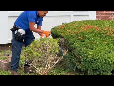 Shrub Hides Large Bald-Faced Hornets Nest in Barnegat Light, NJ