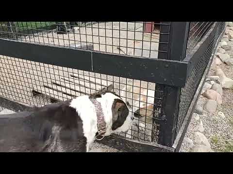 Central Asian shepherd Nazira