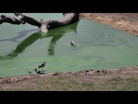 Djuma: Blacksmith Lapwing parents and chick at the pan - 12:14 - 11/21/18