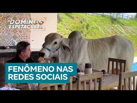 Churrasco, o boi de 500 kg, conquista a internet e vira sensação em Sapucaia (RJ)