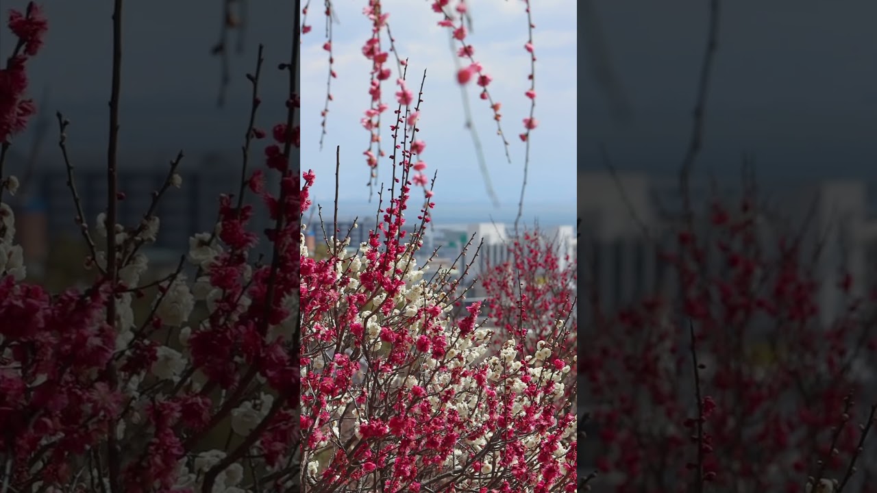 YouTube Short thumbnail