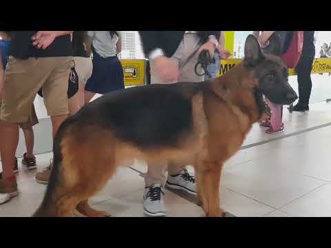[20042017] MKA All Breed Championship Dog Show November 2017