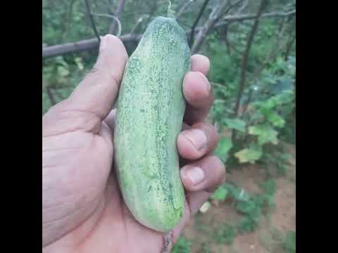 Shamsher nagar Airport. #visit #nature #farming