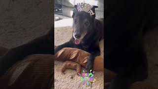 Happy birthday Luffy 🎂💘