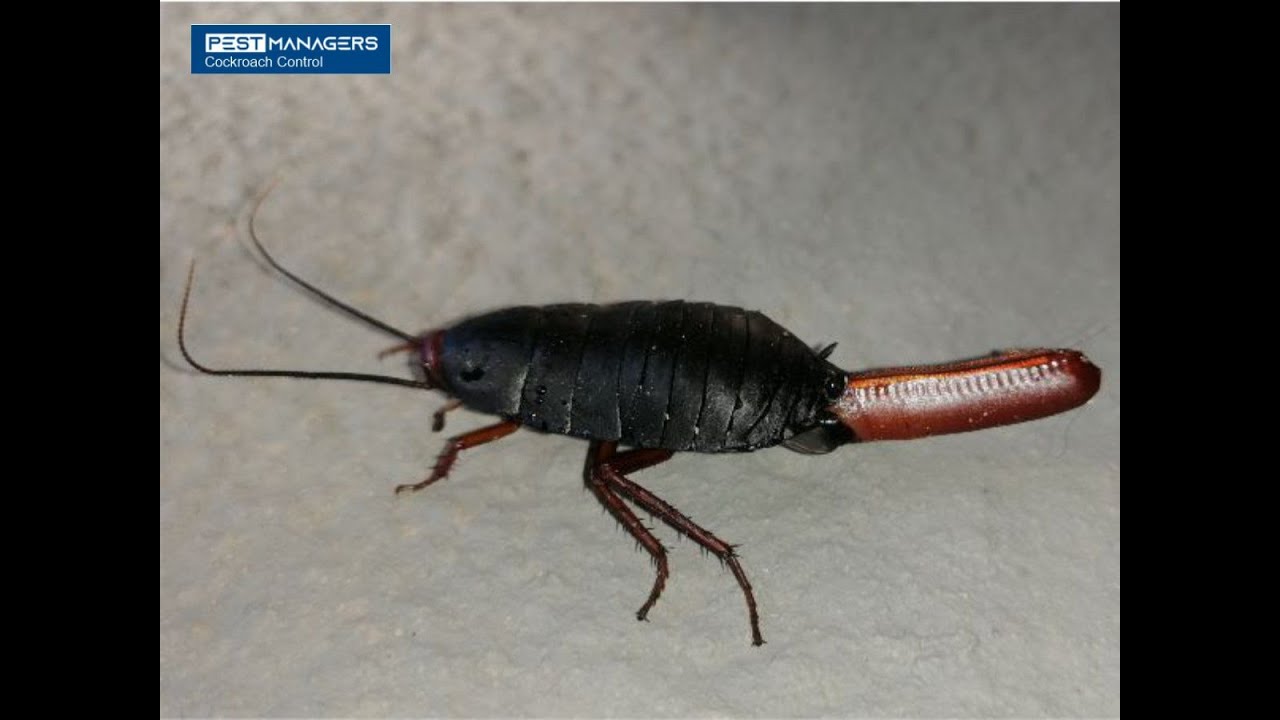 Cockroach Fumigation Cape Town