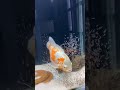 Oscar fish babies