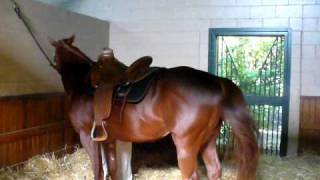 Winstar Farms- Versailles, KY  Horse Farm- Stallion "Speightstown"