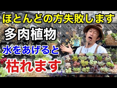 サボテンのお手入れ方法